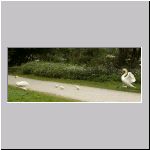 Cygnus olor - Hoeckerschwan 05.jpg